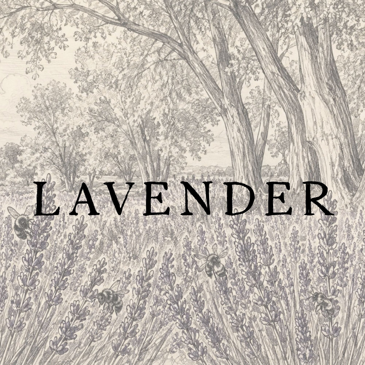 Lavender