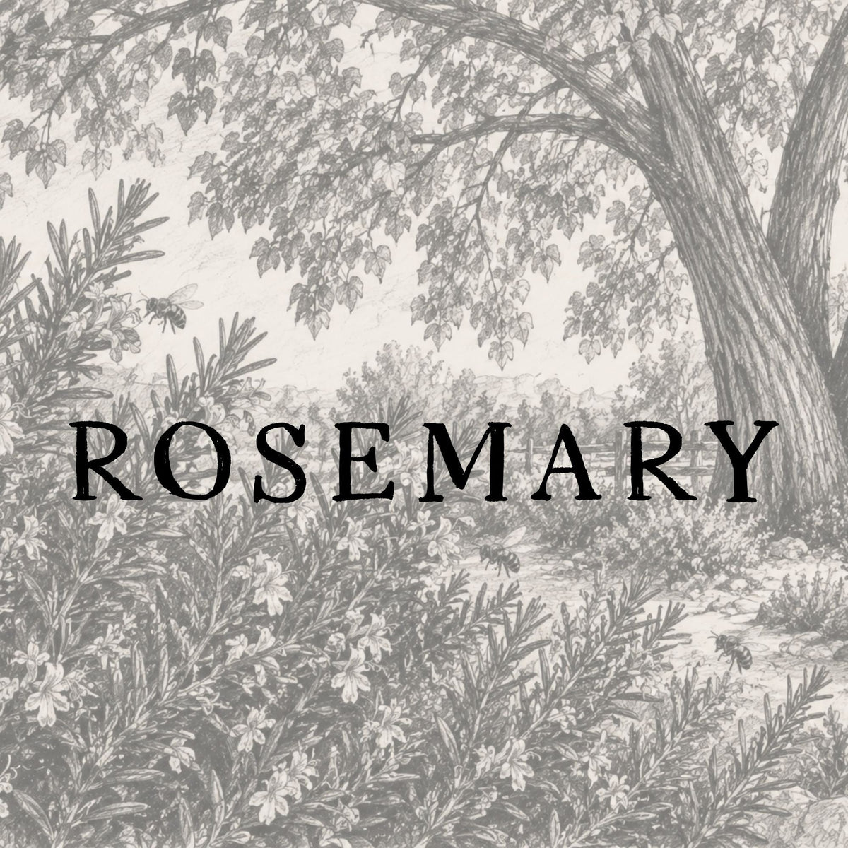 Rosemary
