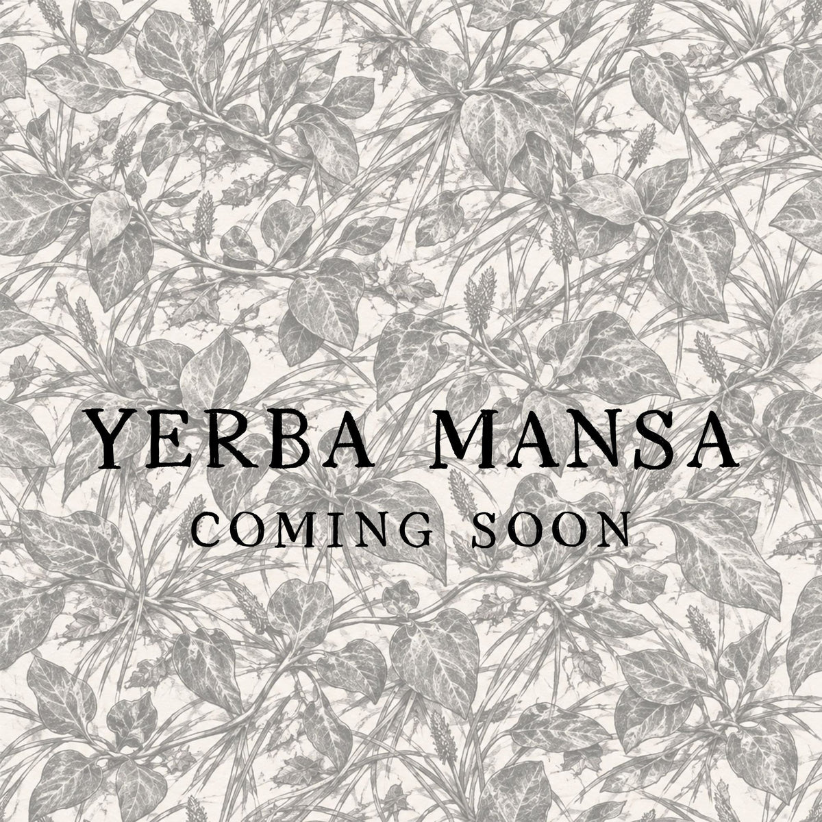 Yerba Mansa