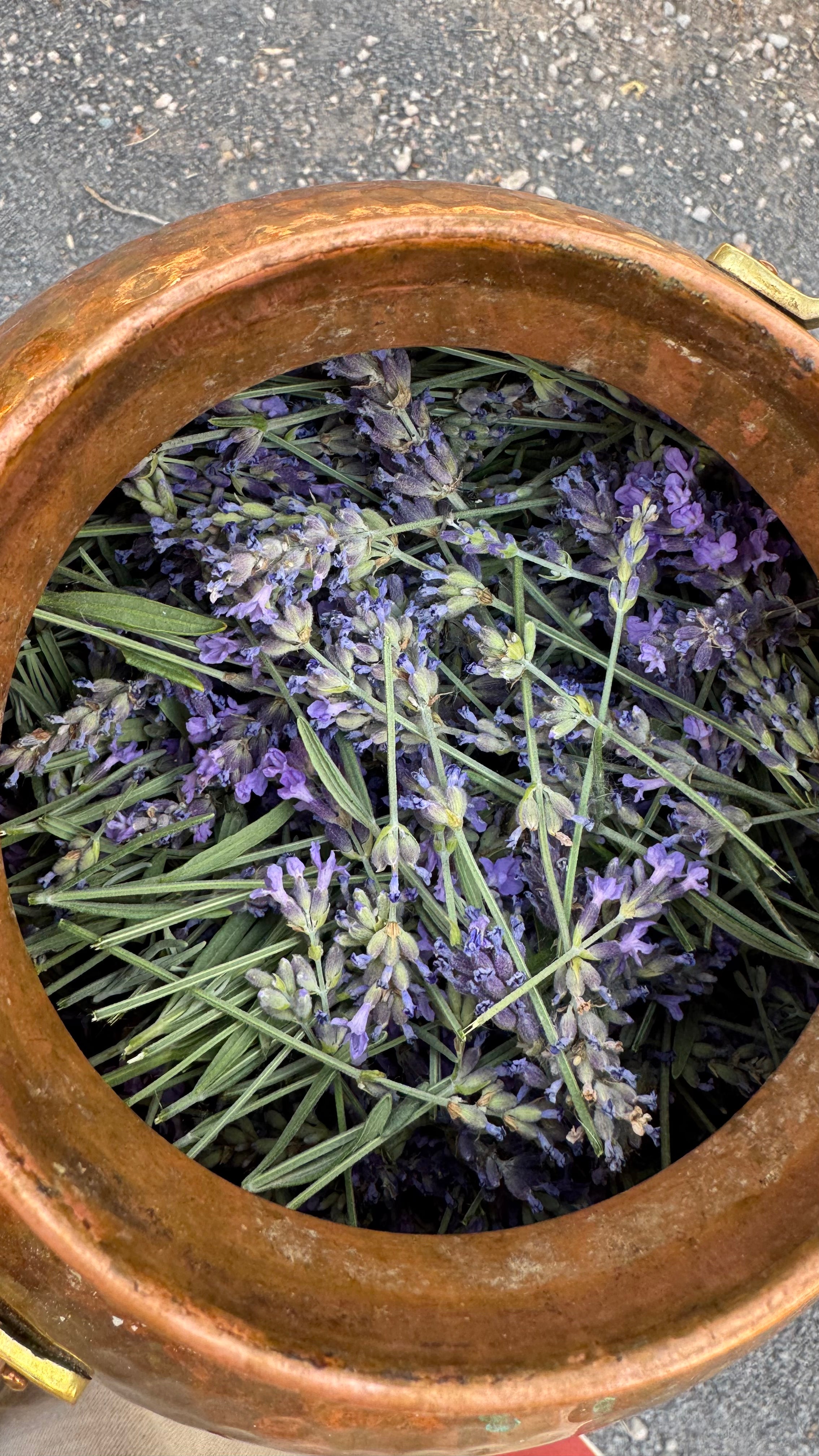 Lavender Hydrosol