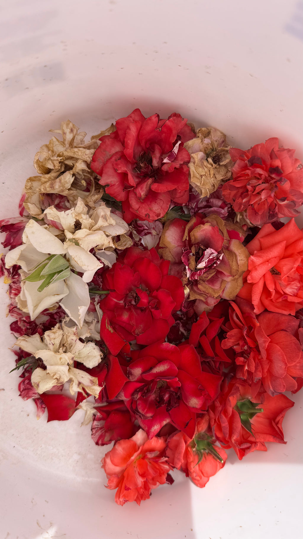 Rose Beauty Oil